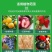 果树座果灵果树强力授粉促花促果防落果防裂果树坐果灵果树授