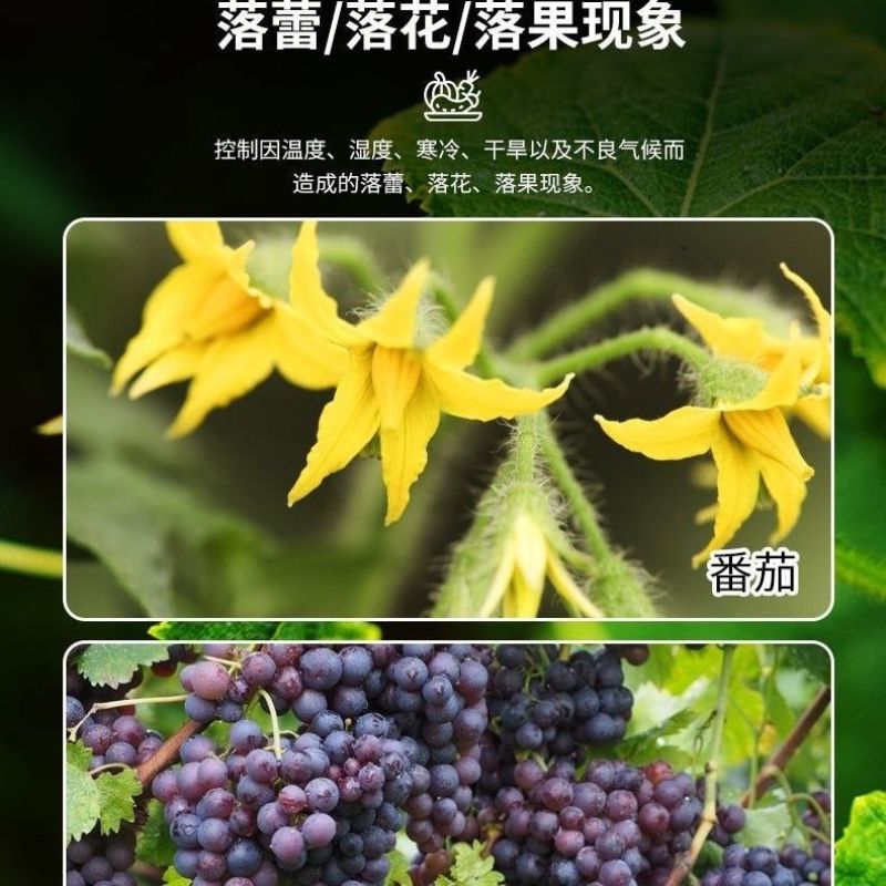 果树座果灵果树强力授粉促花促果防落果防裂果树坐果灵果树授