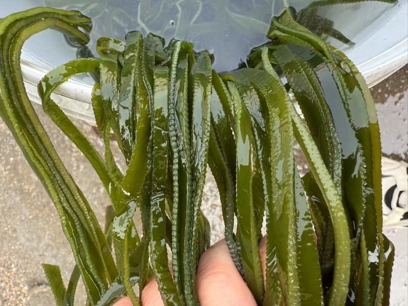山东海带腌渍海带海带皮质量保证价格实惠欢迎电联
