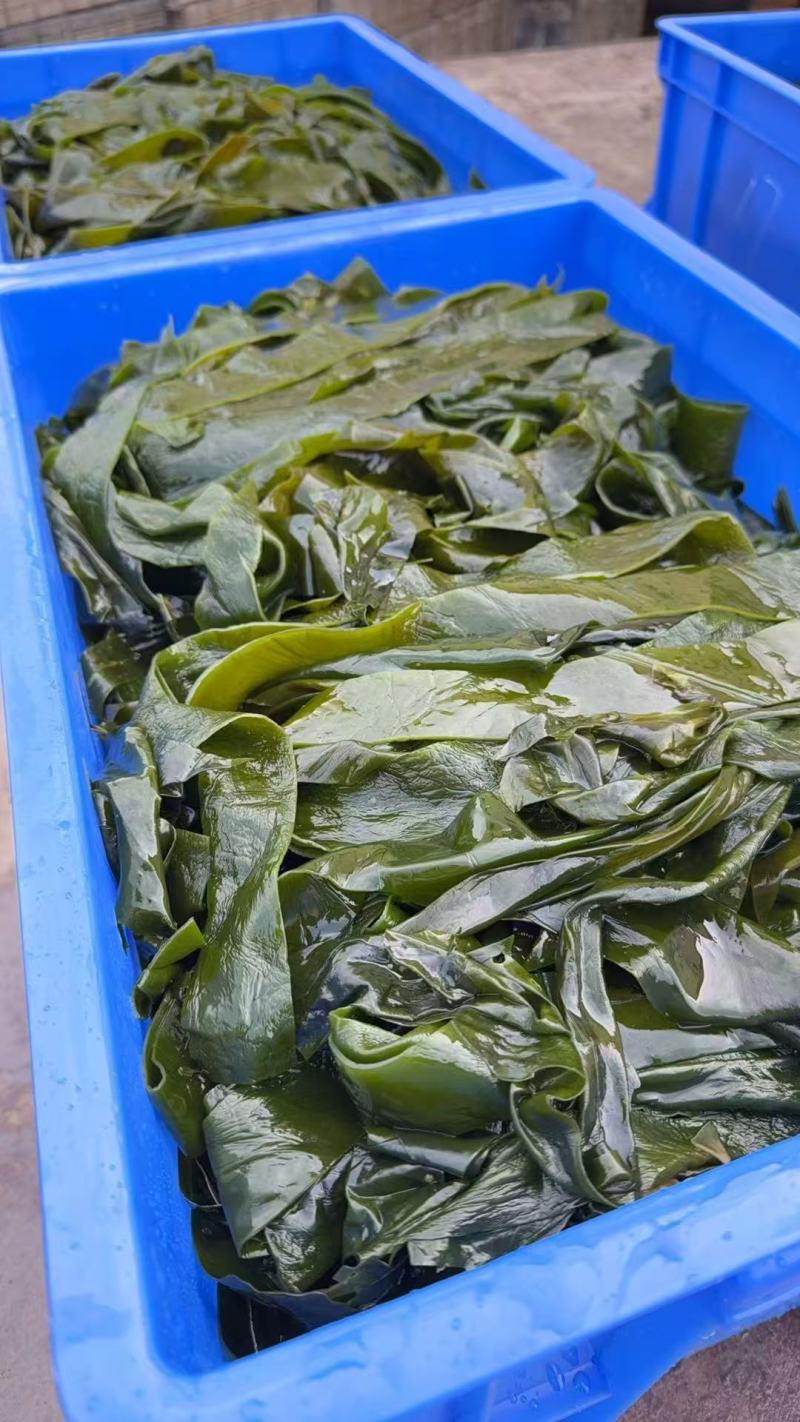 山东海带腌渍海带海带皮质量保证价格实惠欢迎电联