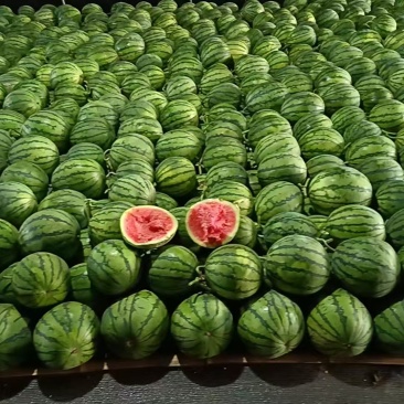 麒麟西瓜口感甜水分足价格实惠保质保量欢迎联系