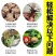 松土精土壤改良剂调理土壤板结抗重茬免深耕松土保水保肥剂