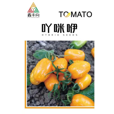 吖咪咿花生番茄种子樱桃番茄种子细腰型可成串采收
