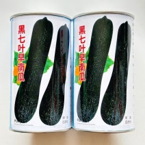 黑七叶早南瓜种子早熟果颈实心果肚较小味甜微面