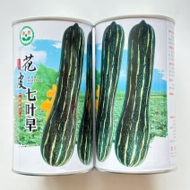 花皮七叶早南瓜种子果颈实心果肚较小叶甜微面