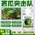 西瓜突击队西瓜甜瓜哈密瓜香瓜专用防炭疽枯萎微生物制剂