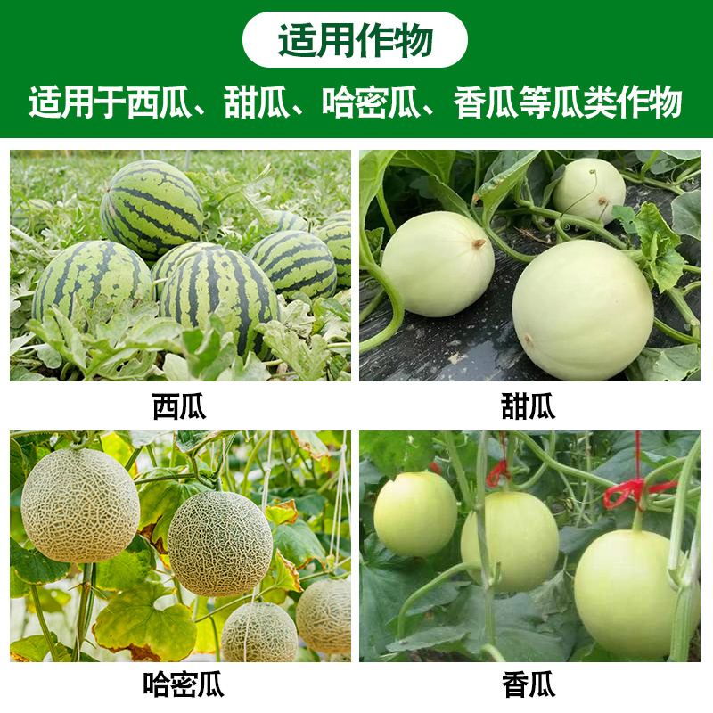 西瓜突击队西瓜甜瓜哈密瓜香瓜专用防炭疽枯萎微生物制剂