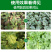 西瓜突击队西瓜甜瓜哈密瓜香瓜专用防炭疽枯萎微生物制剂