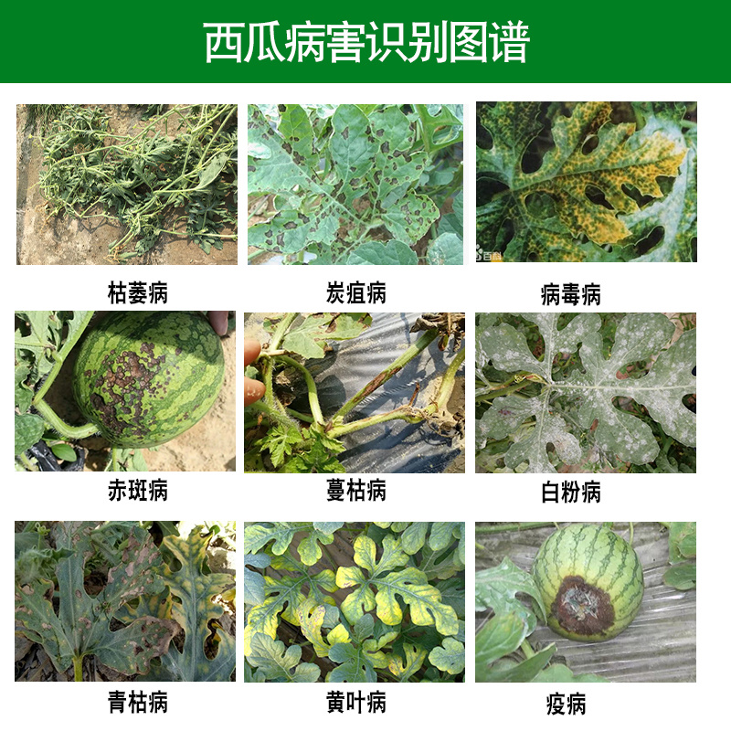 西瓜突击队西瓜甜瓜哈密瓜香瓜专用防炭疽枯萎微生物制剂