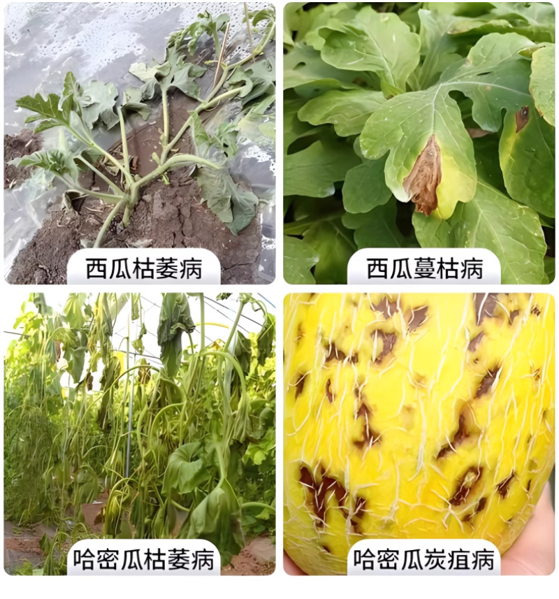 西瓜突击队西瓜甜瓜哈密瓜香瓜专用防炭疽枯萎微生物制剂