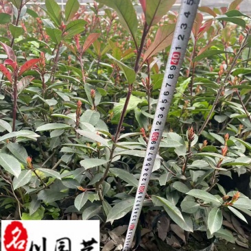 成都基地出售红叶石楠工程苗红叶石楠杯苗批发量大价优