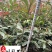 成都基地出售红叶石楠工程苗红叶石楠杯苗批发量大价优
