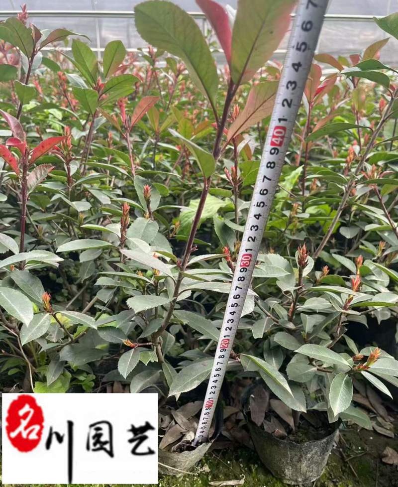 成都基地出售红叶石楠工程苗红叶石楠杯苗批发量大价优