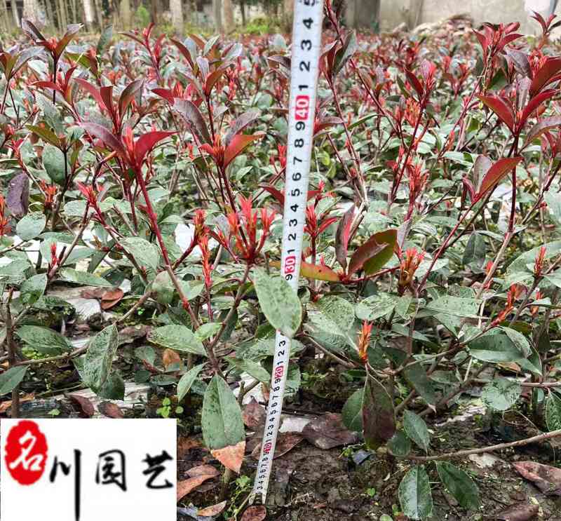 成都基地出售红叶石楠工程苗红叶石楠杯苗批发量大价优