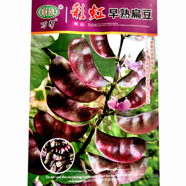 红眉豆种子彩虹早熟扁豆早熟结荚早肉厚结荚多基地品种