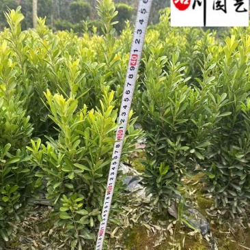 四川瓜子黄杨工程苗成都小叶黄杨苗圃基地瓜子黄杨批发