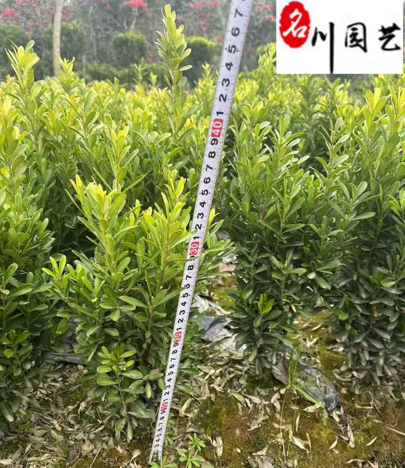 四川瓜子黄杨工程苗成都小叶黄杨苗圃基地瓜子黄杨批发
