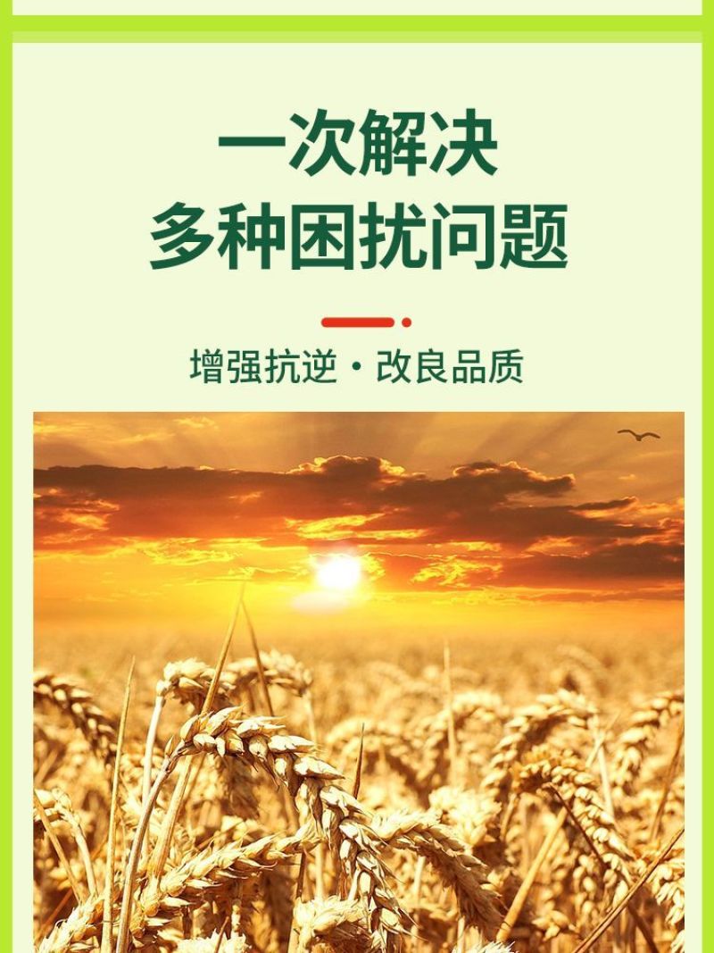 小麦宝宝叶面肥料麦黄金种植专用补充营养穗大粒饱生根壮苗增