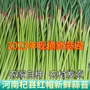 河南杞县新鲜红帽蒜薹现拔现发，欢迎新老客户前来采购咨询