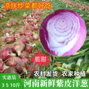 2025河南新鲜水果紫皮洋葱，现挖现发，欢迎前来咨询采购