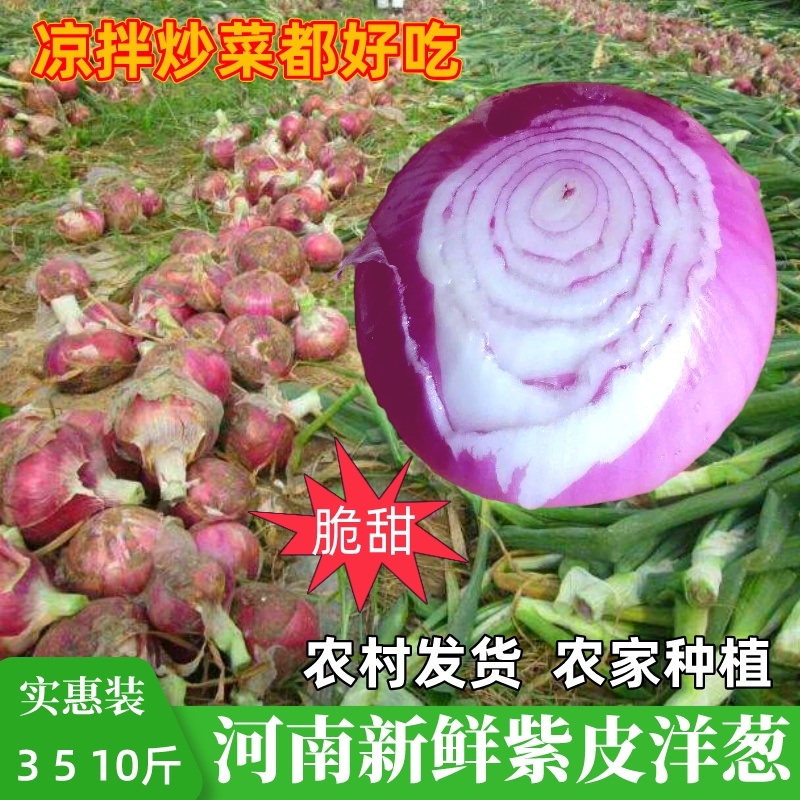 2025河南新鲜水果紫皮洋葱，现挖现发，欢迎前来咨询采购
