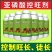 亚磷酸控旺剂控制旺长控制徒长改良土壤促生根利生长水溶肥