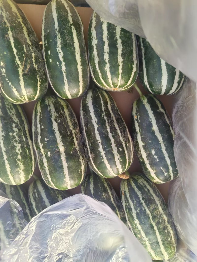 精品博洋甜瓜，产地货源，品质保证，支持看货，欢迎来电。