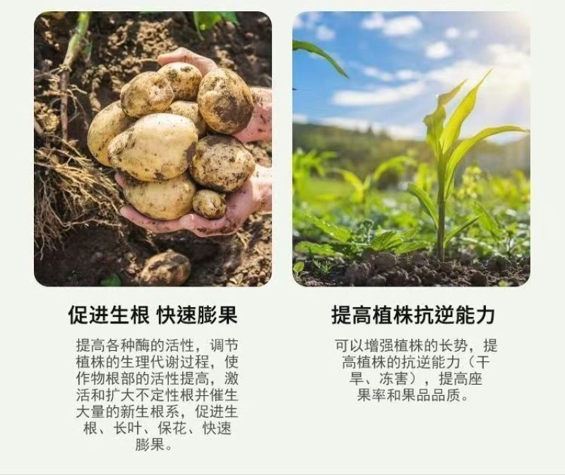 叶绿素叶面肥番茄草莓小麦花生玉米西红柿黄瓜番茄专用控旺药
