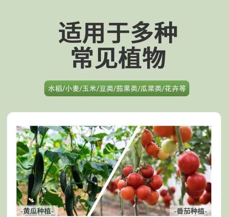 叶绿素叶面肥番茄草莓小麦花生玉米西红柿黄瓜番茄专用控旺药