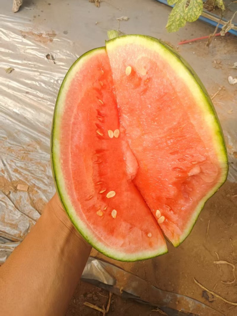L600元谋小吊瓜，品质保证，价格优惠，产地直发