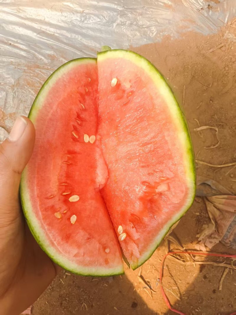 L600元谋小吊瓜，品质保证，价格优惠，产地直发