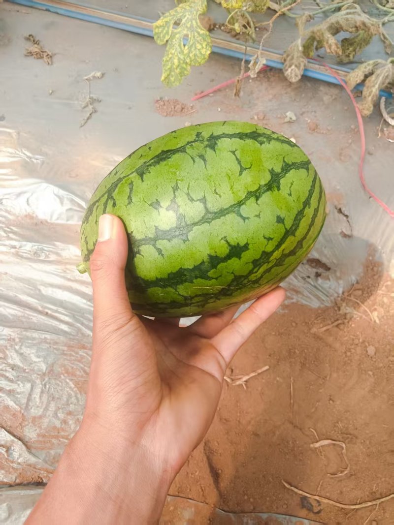 L600元谋小吊瓜，品质保证，价格优惠，产地直发