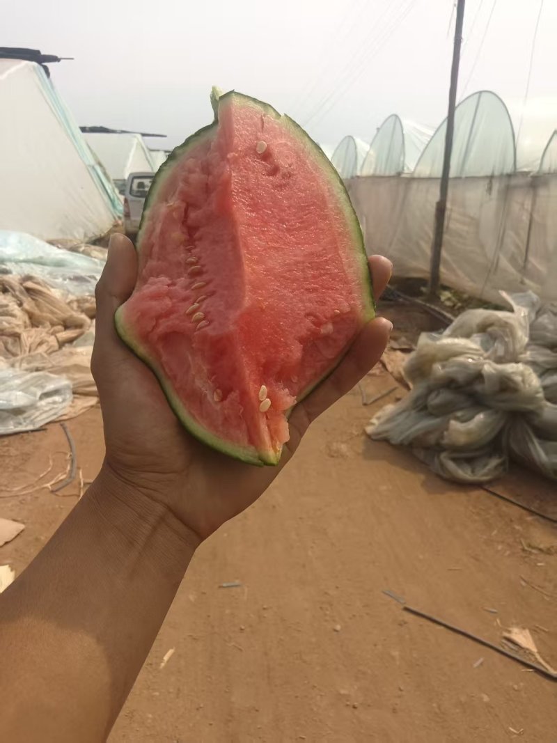 L600元谋小吊瓜，品质保证，价格优惠，产地直发