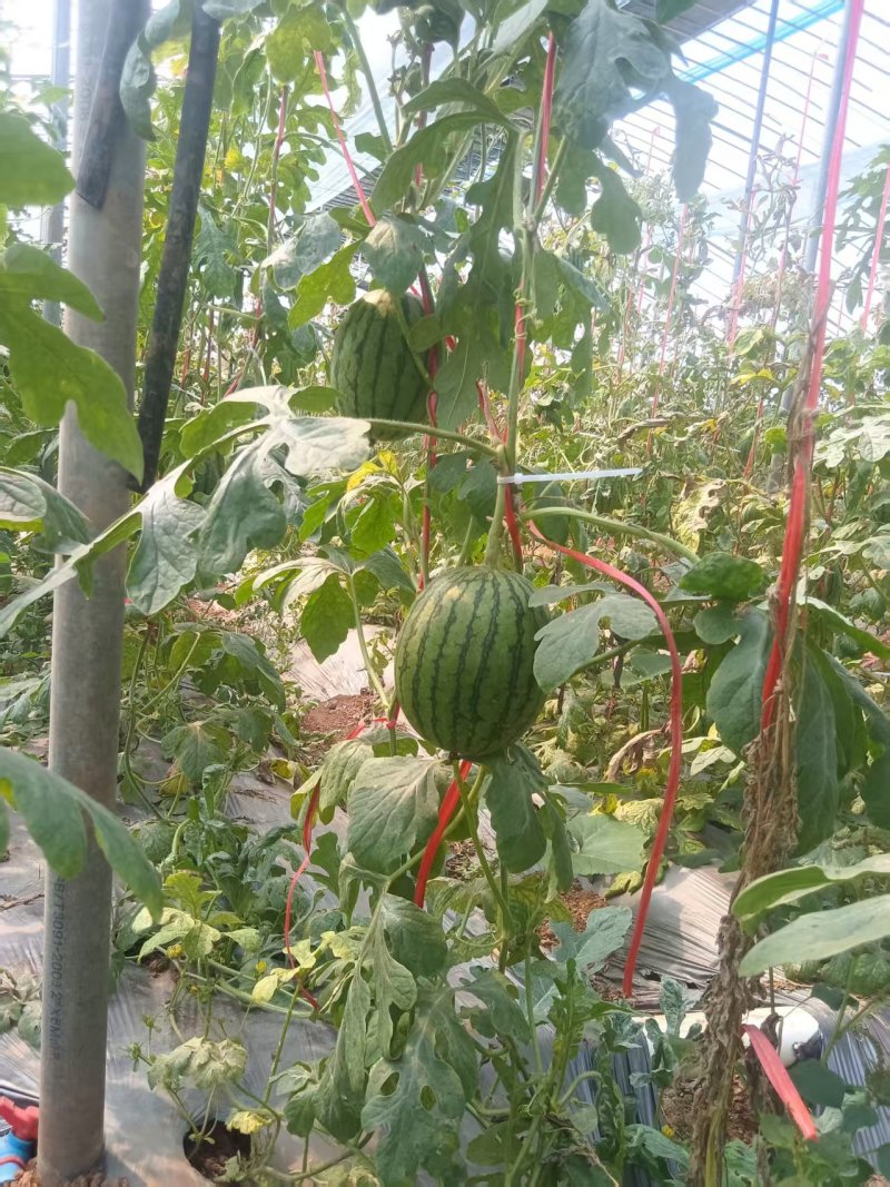 L600元谋小吊瓜，品质保证，价格优惠，产地直发