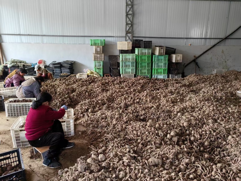 黄魔芋精粉厂家直发规格齐全按需定制规格品质保障