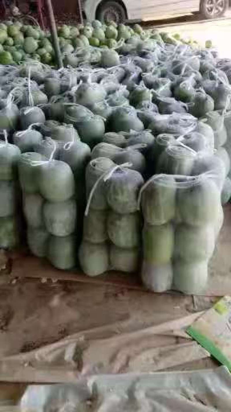 小白冬瓜品质保证服务周到产地直发
