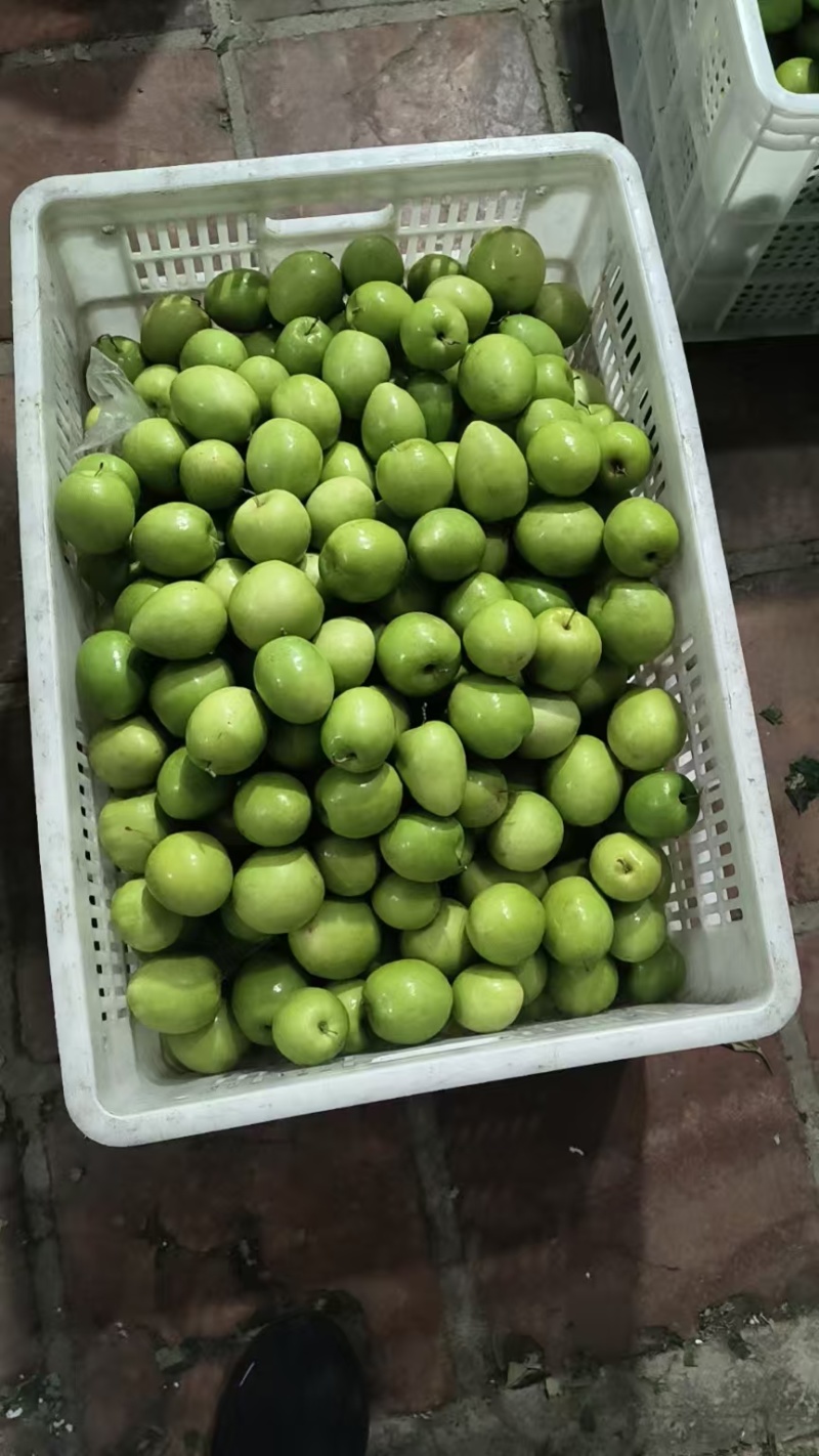 青枣福建大青枣个头大口感脆嫩爽口食用无渣奶香味足