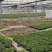 红颜红侠草莓苗安徽基地直发保质保量供货价钱实惠