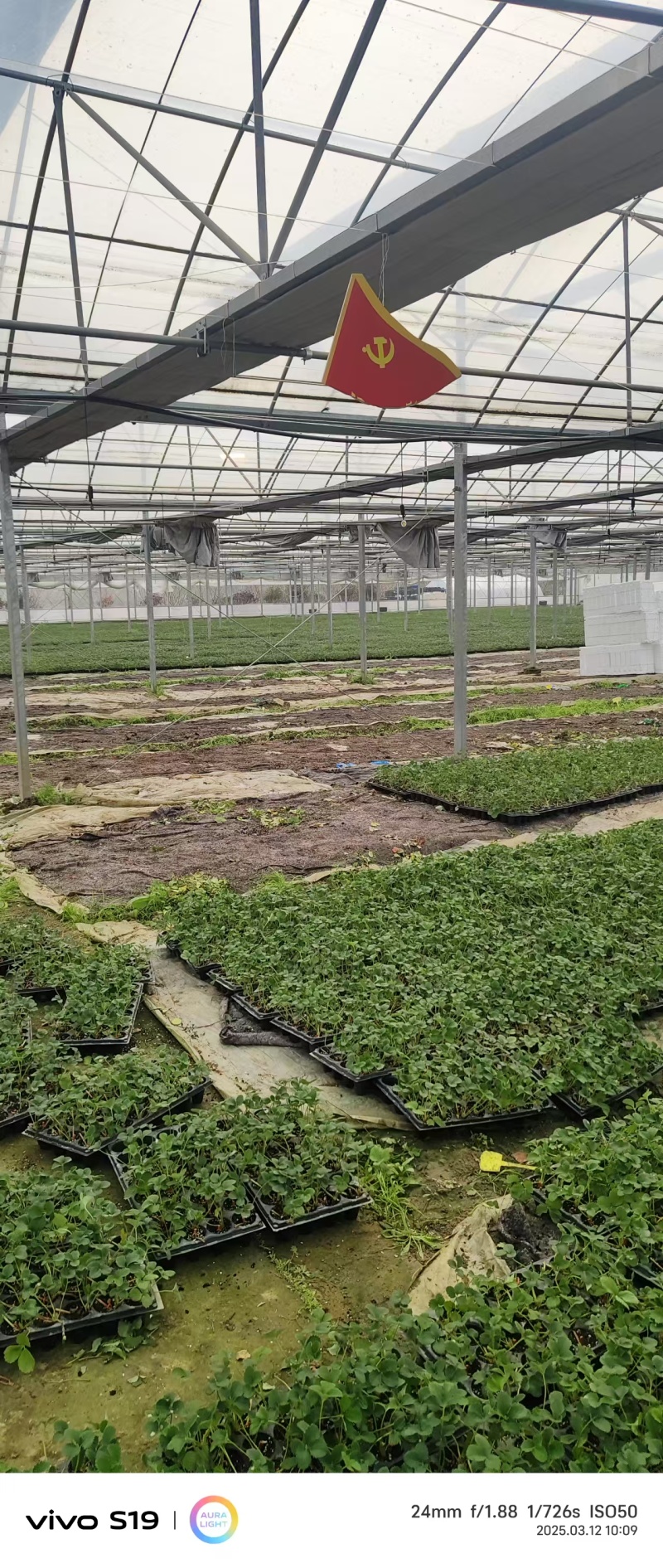 红颜红侠草莓苗安徽基地直发保质保量供货价钱实惠