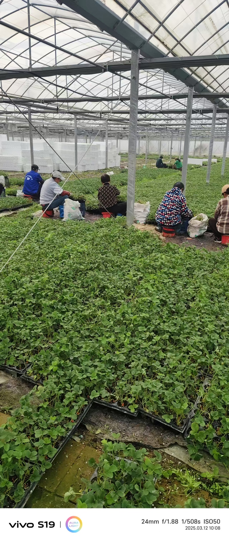 红颜红侠草莓苗安徽基地直发保质保量供货价钱实惠