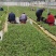 红颜红侠草莓苗安徽基地直发保质保量供货价钱实惠