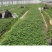 红颜红侠草莓苗安徽基地直发保质保量供货价钱实惠