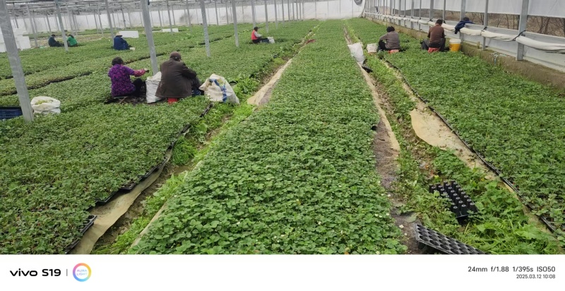 红颜红侠草莓苗安徽基地直发保质保量供货价钱实惠