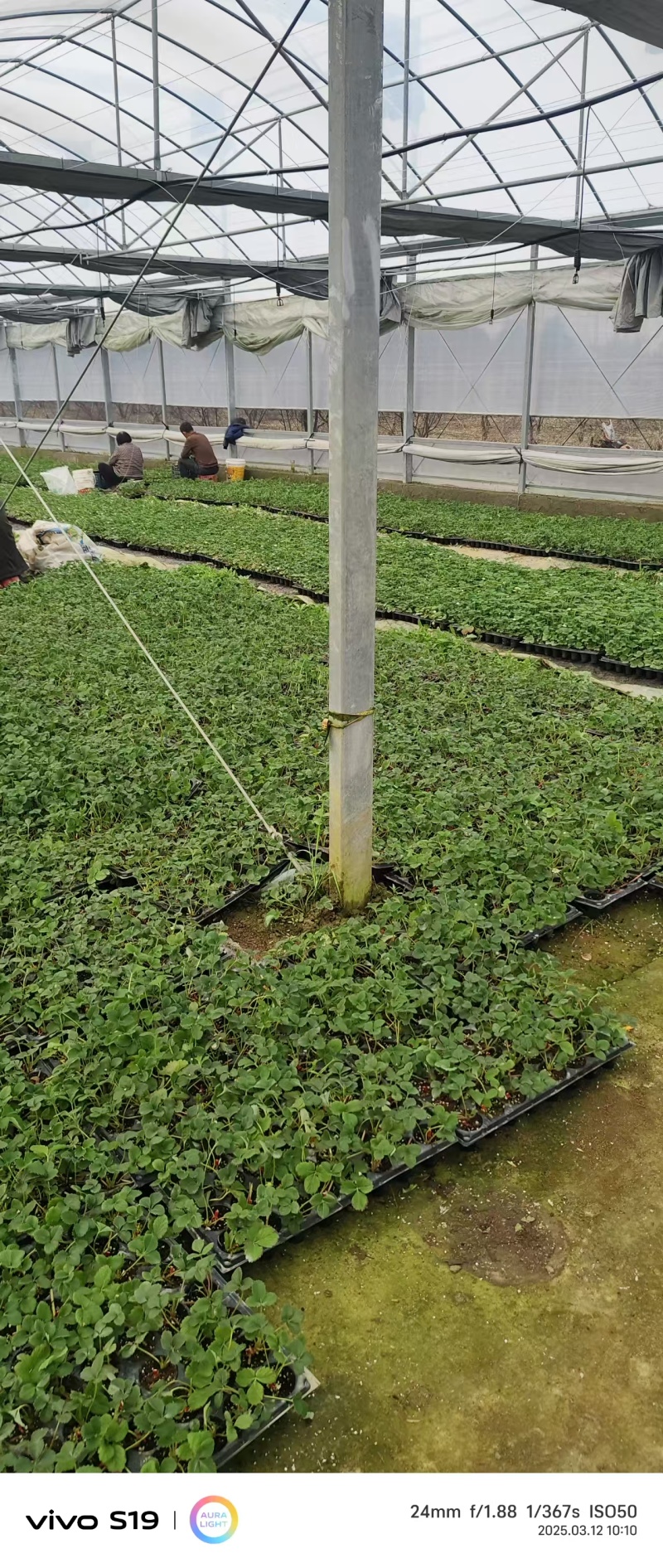红颜红侠草莓苗安徽基地直发保质保量供货价钱实惠