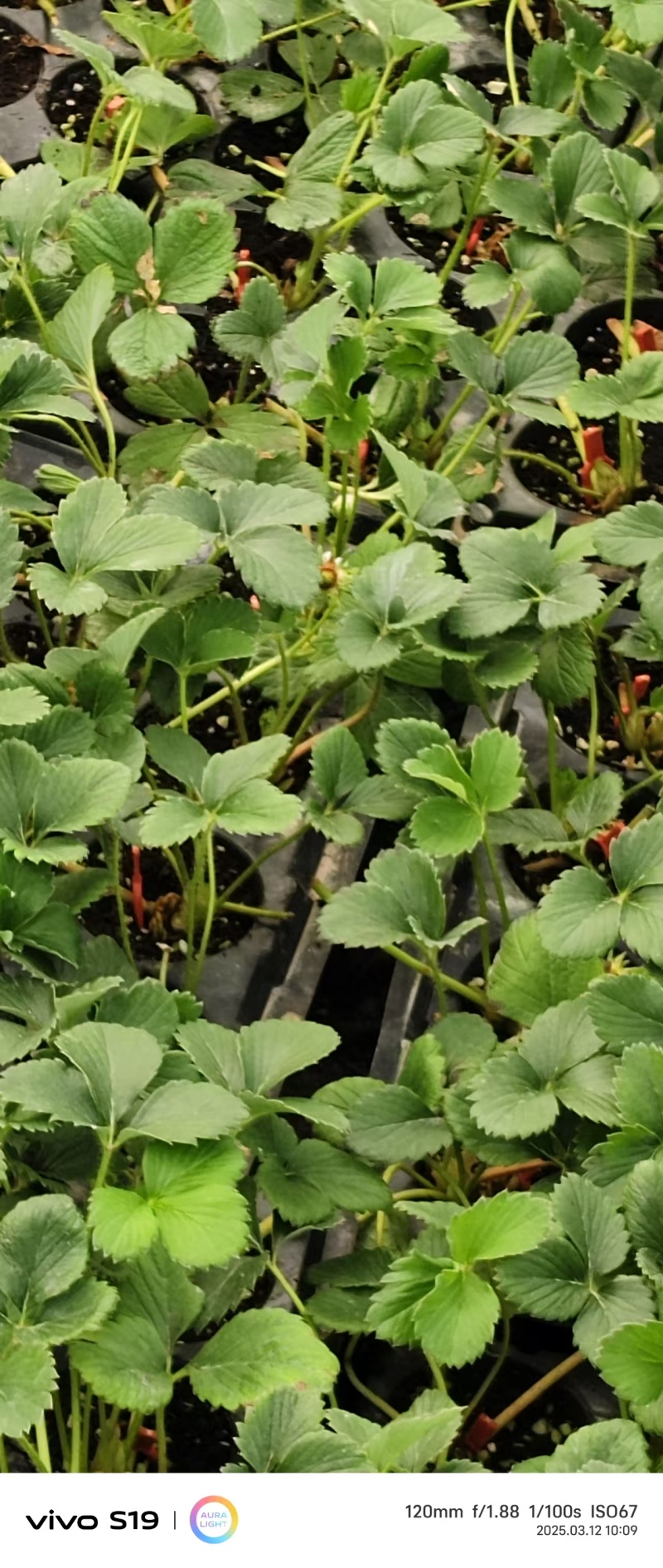 长丰红颜草莓苗基地直发提供技术指导保质保量
