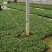 长丰红颜草莓苗基地直发提供技术指导保质保量