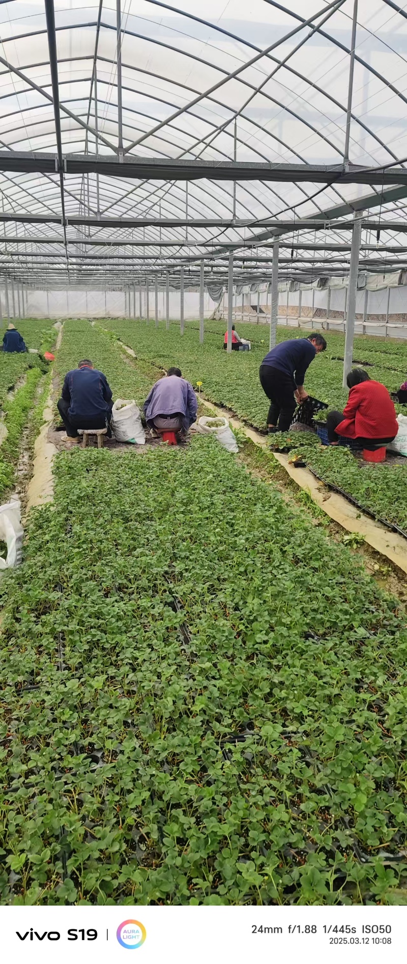 长丰红颜草莓苗基地直发提供技术指导保质保量