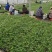 长丰红颜草莓苗基地直发提供技术指导保质保量