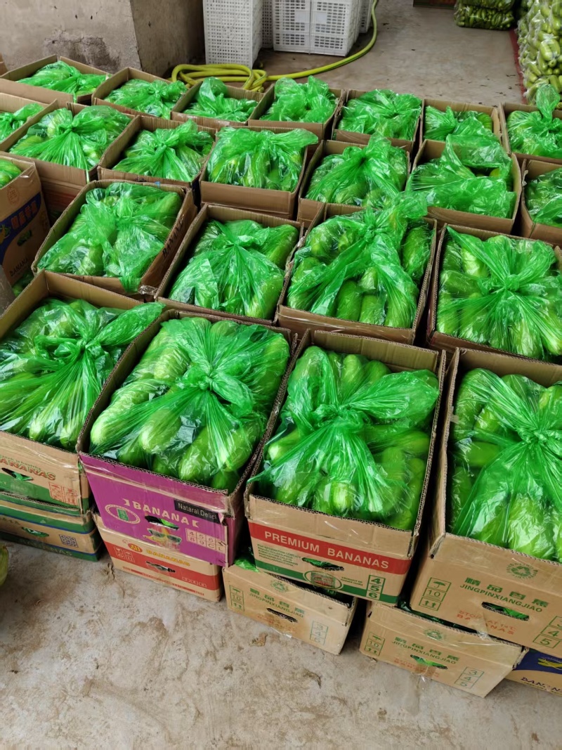 绿皮西葫芦大量供应，产地直发，品质保证，可视频看货