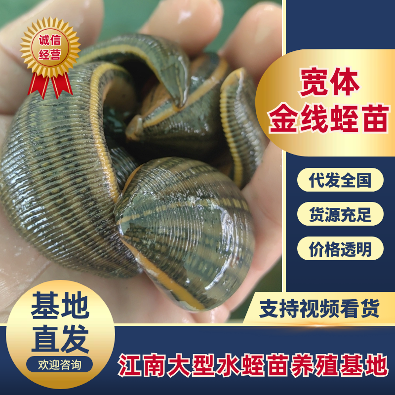 水蛭苗(蚂蟥)开口苗，送药品，到货包99%成活率！